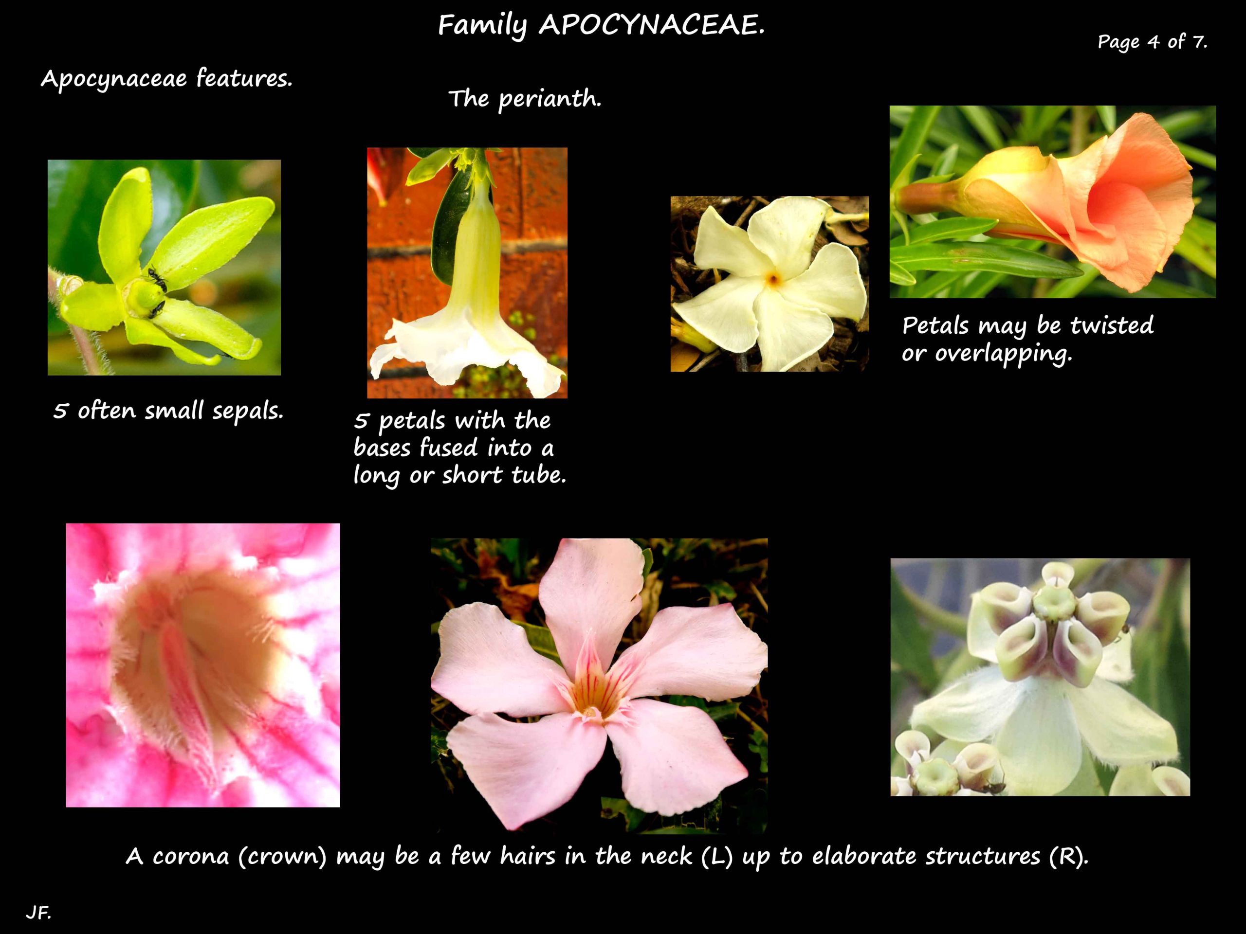 4 Types of flowers in Apocynaceae